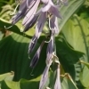hosta-krossa-regal-flower1