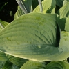 hosta-krossa-regal-leaf1