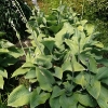 hosta-krossa-regal-plant1