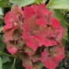 hydrangea-macrophylla-altona-flower2