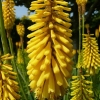 kniphofia-sunningdale-yellow-flower1