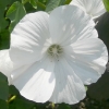 lavatera-thuringiaca-white-satin-flower2