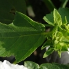 lavatera-thuringiaca-white-satin-leaf1