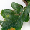 oak-leaf-miner-various-species-1 oak-leaf-miner-various-species-1
