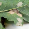 oak-leaf-miner-various-species-5 oak-leaf-miner-various-species-5