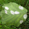phyllonorycter-coryli-leaf-miner-hazel phyllonorycter-coryli-leaf-miner-hazel