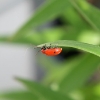 lily-beetle-1