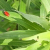 lily-beetle-2