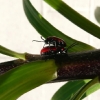 lily-beetle-3