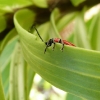lily-beetle-5