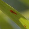 lily-beetle-eggs-1
