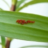 lily-beetle-eggs-2