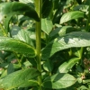 lythrum-sallcaria-blush-leaf1