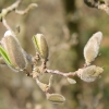 magnolia-stellata-bud1