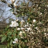 magnolia-stellata-stem1