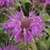 monarda-violet-queen-flower1
