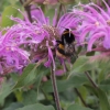 monarda-violet-queen-flower3