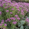 monarda-violet-queen-plant1