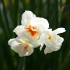 narcissus-abba-flower1