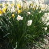 narcissus-abba-plant1
