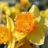 narcissus-coral-crown-flower1