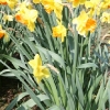 narcissus-coral-crown-plant1
