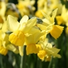 narcissus-cornish-chuckles-flower1