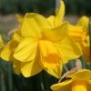 narcissus-morab-flower1