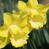 narcissus-spellbinder-flower1