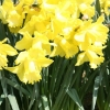 narcissus-spellbinder-plant1
