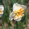 narcissus-trepolo-flower1