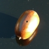 acorn-weevil