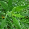 osteospermum-whirlygig-leaf1
