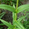 penstemon-alice-hindley-leaf1
