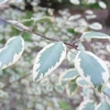 pittosporum-tenuifolium-silver-magic-leaf1