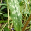 pulmonaria-lewis-palmer-leaf1_0