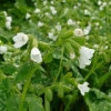 pulmonaria-sissinghurst-white-flower1