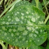 pulmonaria-sissinghurst-white-leaf1