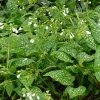 pulmonaria-sissinghurst-white-plant1