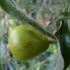 pyrus-salicifolia-pendula-fruit1
