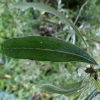 pyrus-salicifolia-pendula-leaf1