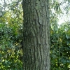 pyrus-salicifolia-pendula-stem1