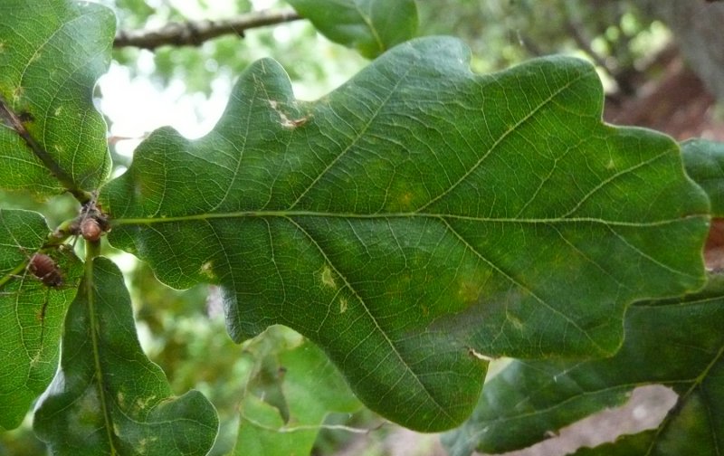Quercus robur – Plants – Oak Leaf Gardening