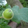 quercus-robur-fruit1