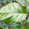 rosa-tatton-fryentice-leaf1