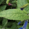 salvia-patens-leaf1