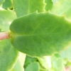 sedum-herbstfreude-leaf1