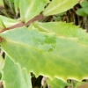 sedum-herbstfreude-leaf2