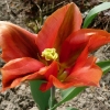tulipa-artist-flower1