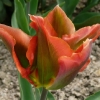 tulipa-artist-flower2